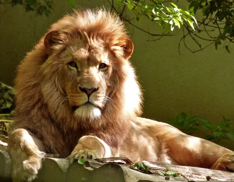 Biodiversit&eacute;, faune sauvage et protection animale