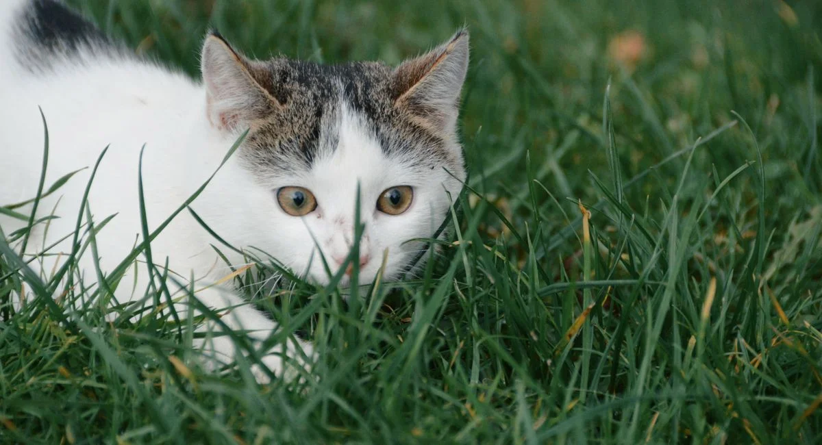 Comment éliminer naturellement les boules de poils chez votre chat avec des solutions éprouvées