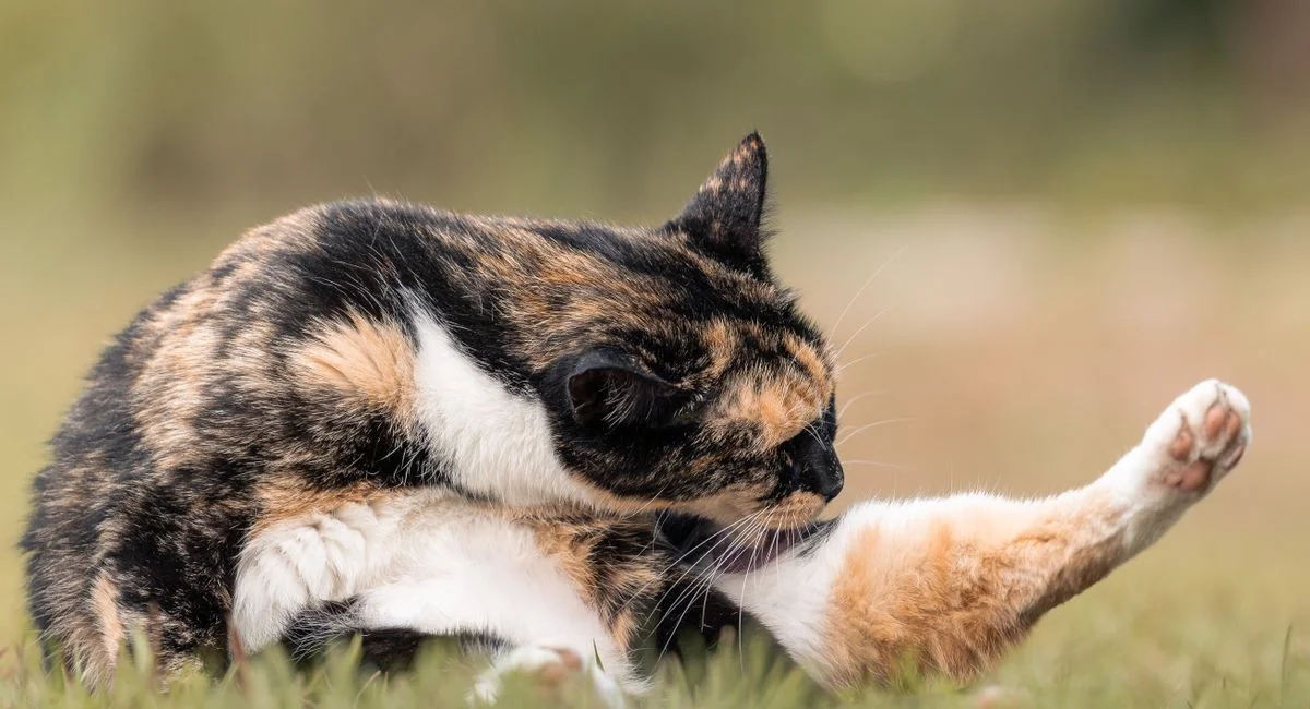Illustration, boule de poil chat solution naturelle