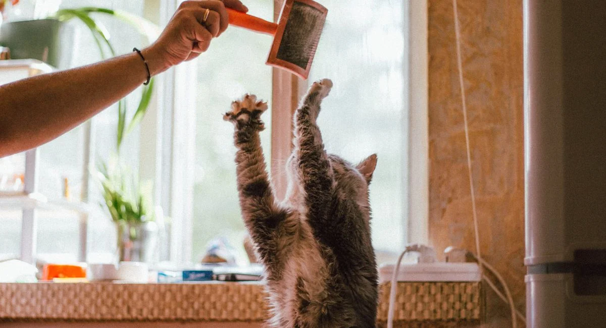 Illustration, brosse pour chat à poil long