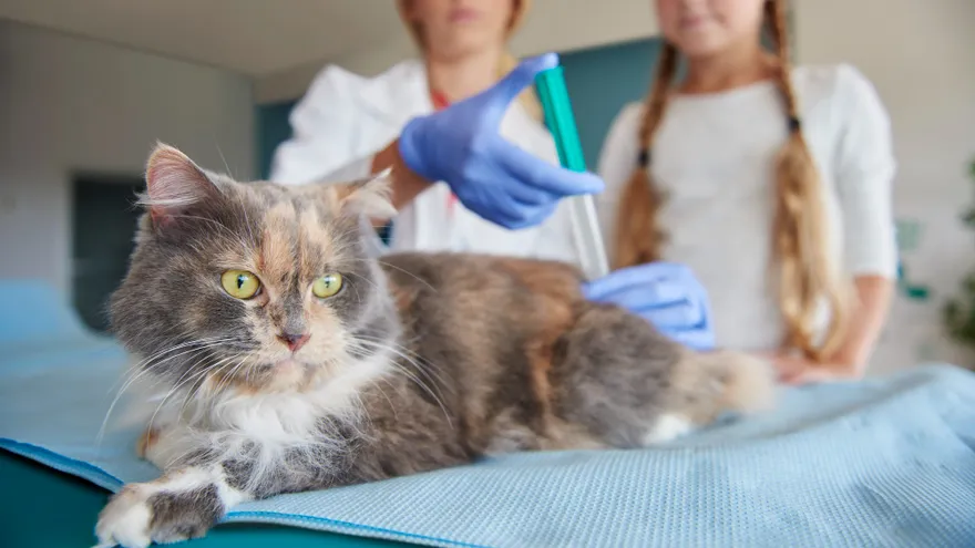 Ce que la stérilisation change vraiment dans l'assiette de votre chat