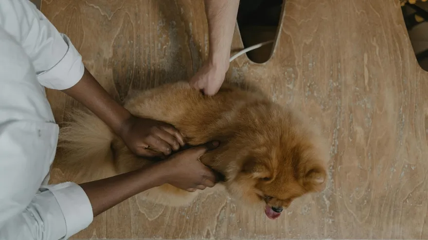 Cestodes chez le chien , ce que tout propriétaire doit savoir sur ces vers plats