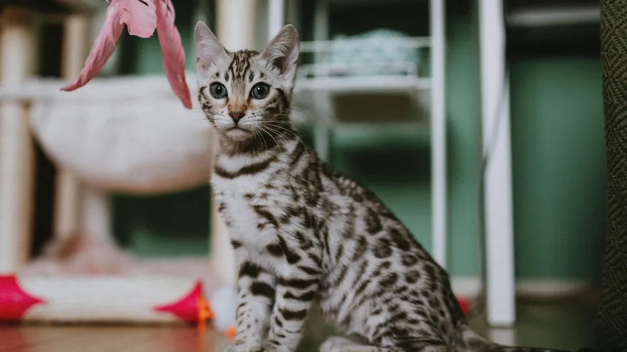 Chat bengal blanc, le félin aux allures de léopard des neiges qui conquiert les 