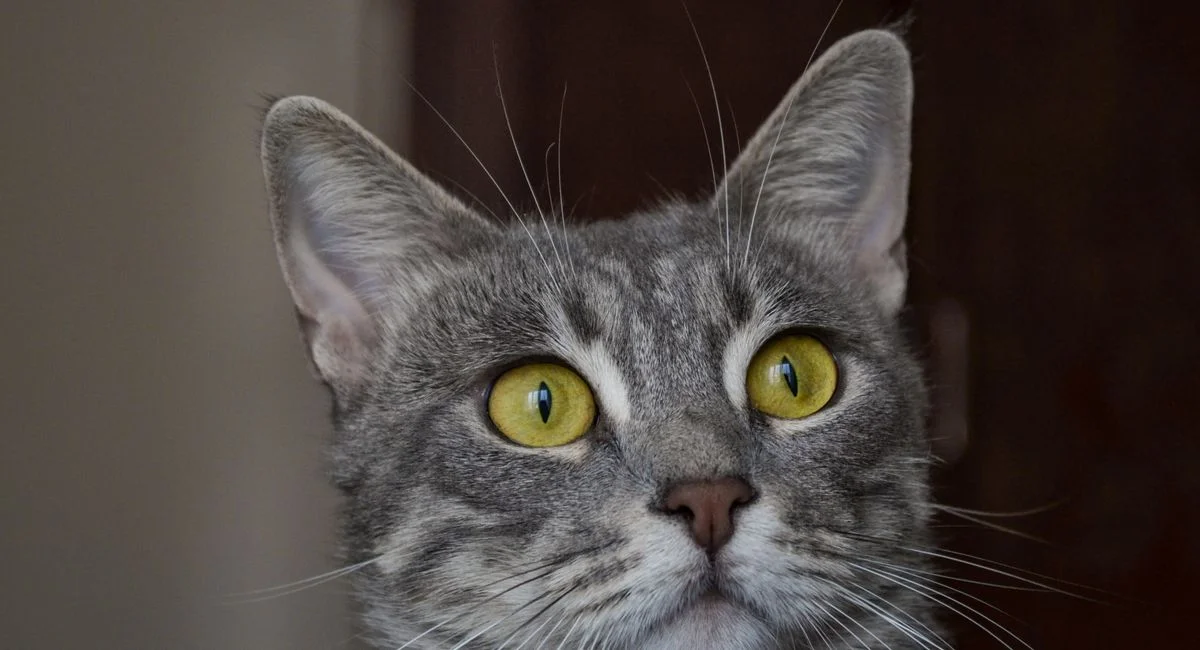 Votre chat s'arrache les poils : comprendre les cinq mécanismes biologiques et comportementaux qui expliquent ce phénomène
