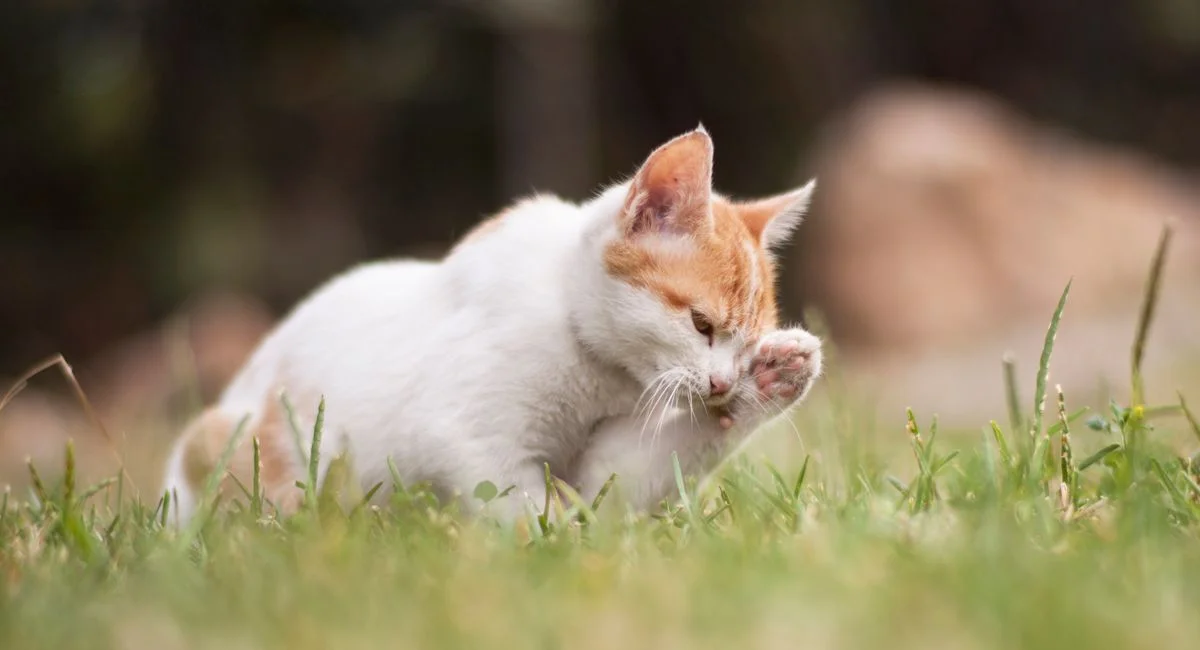 Illustration, chat qui s'arrache les poils