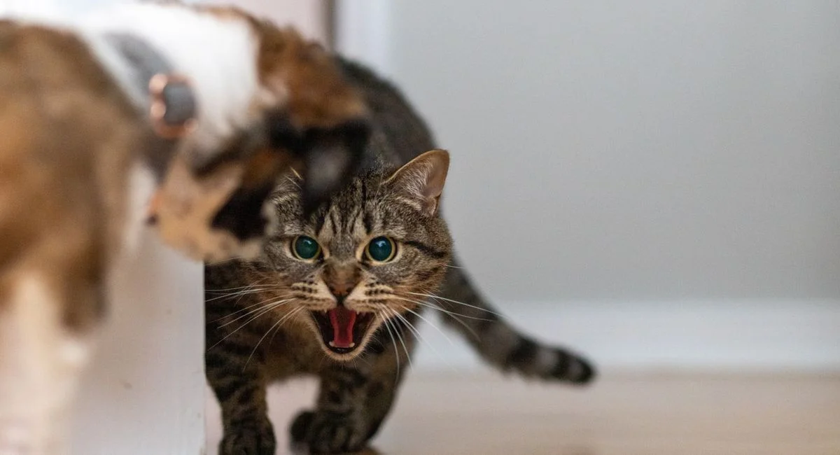 Illustration, chat qui s'arrache les poils