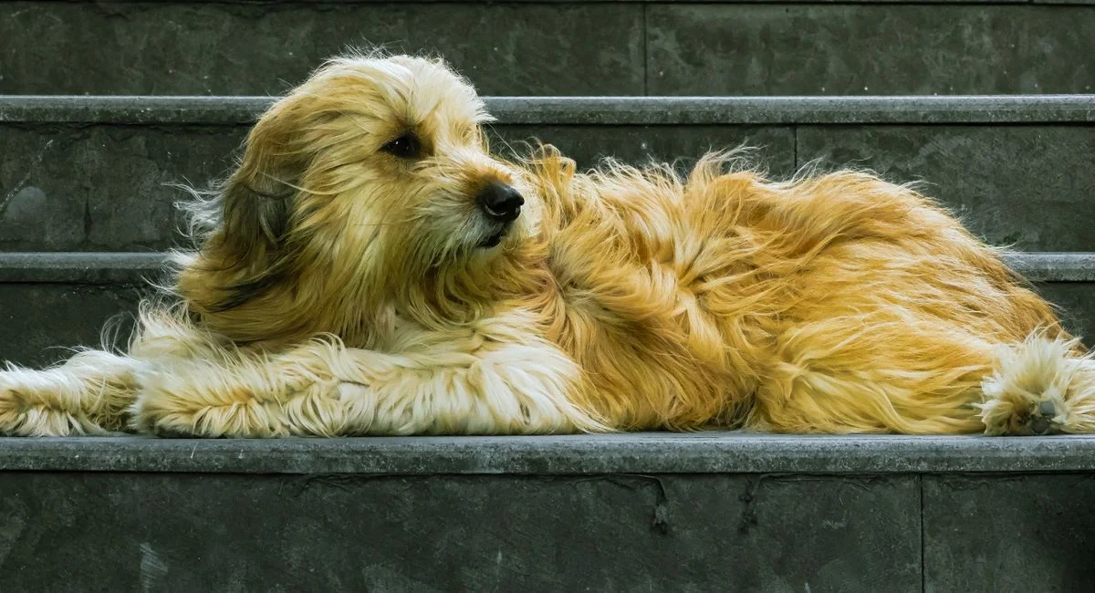 Illustration, chien qui ne perd pas ses poils