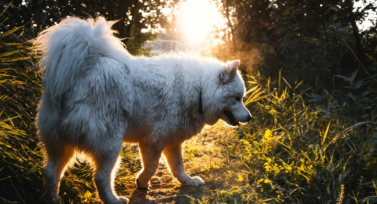 Découvrir les meilleures races de chiens qui ne perdent pas leurs poils et les critères réels pour bien choisir