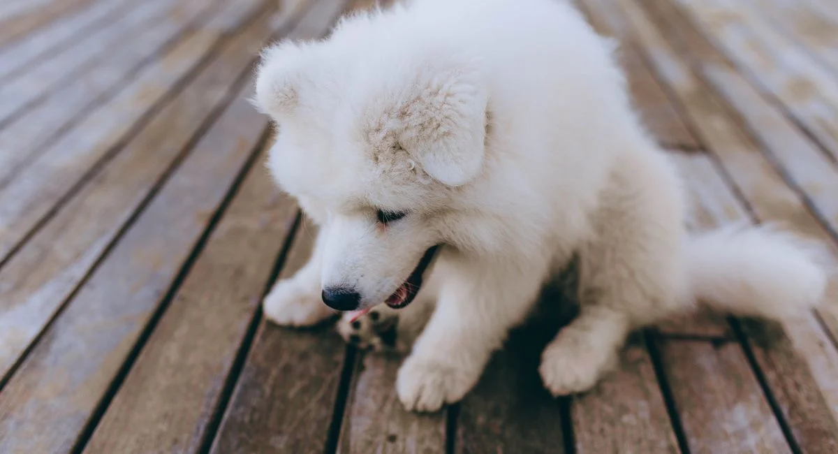 Illustration, chien qui perd pas ses poils