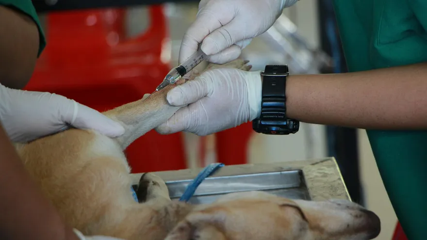 Combien coûte le vaccin pour chien en France, vraiment ?