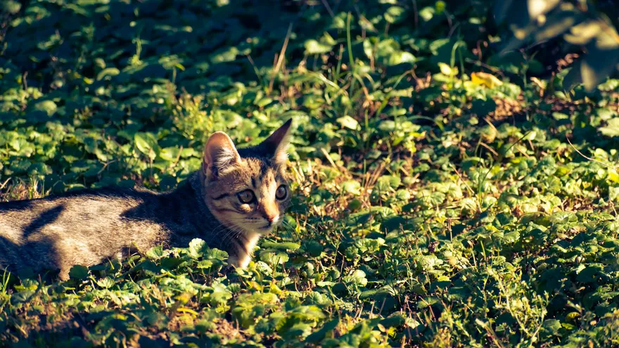 Combien de souris mange un chat par jour, vraiment ?