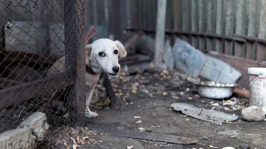 Combien de temps un chien peut rester sans manger sans mettre sa santé en danger