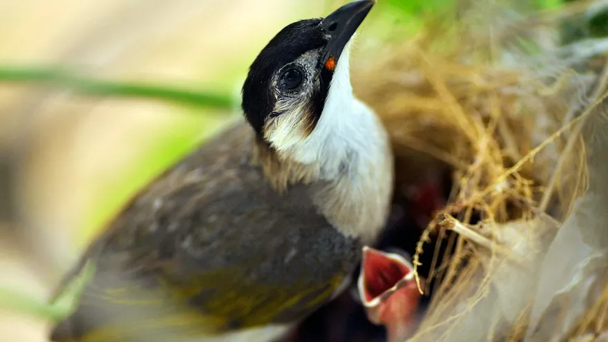 Combien de temps un oisillon peut rester sans manger selon son âge et son espèce