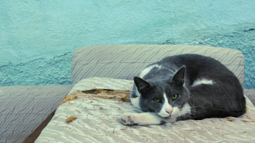 Combien de temps vit un chat , tout ce que révèlent les chiffres sur la longévit