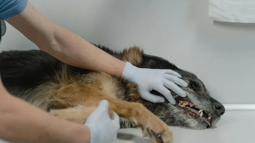 Comment faire vomir un chien après une ingestion suspecte ?