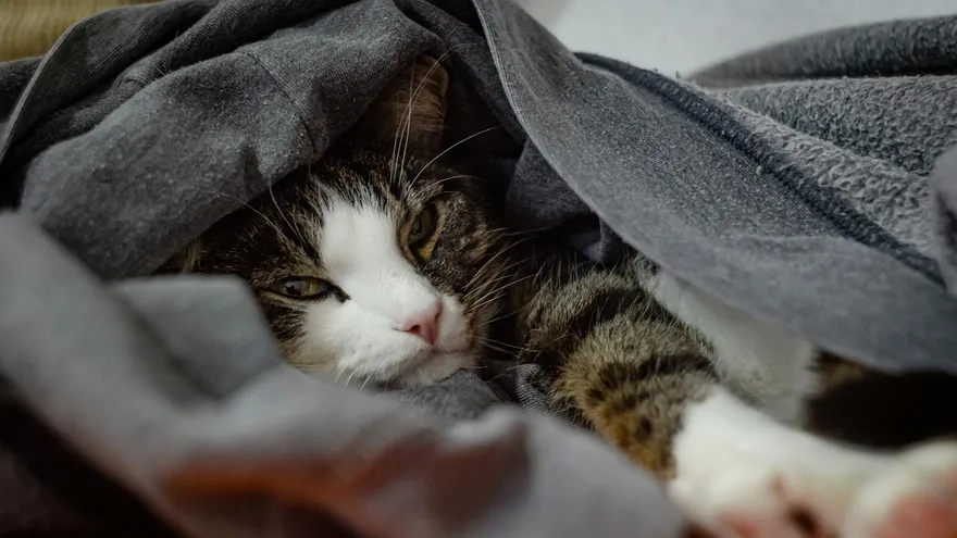 Comment meurt un chat diabétique ? Ce que le corps traverse vraiment
