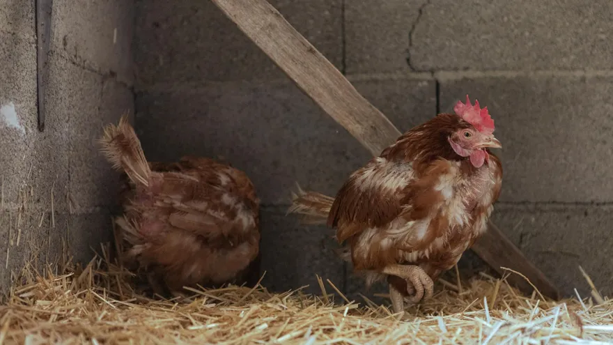 Comment punir un chien qui a mangé une poule sans aggraver le problème