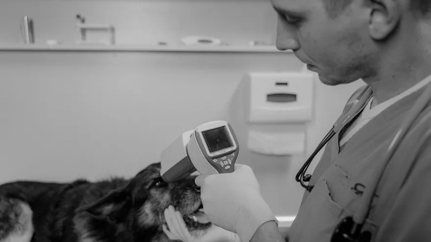 Comment savoir si mon chien a de la fièvre sans paniquer ni attendre trop longte