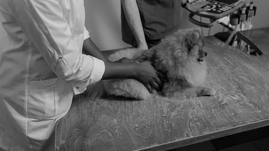 Comment tuer un chien sans le faire souffrir, et pourquoi cette question mérite 