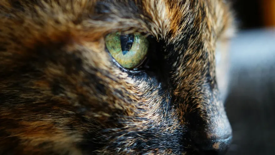 Comment voit un chat , la réalité scientifique d'une vision taillée pour la chas