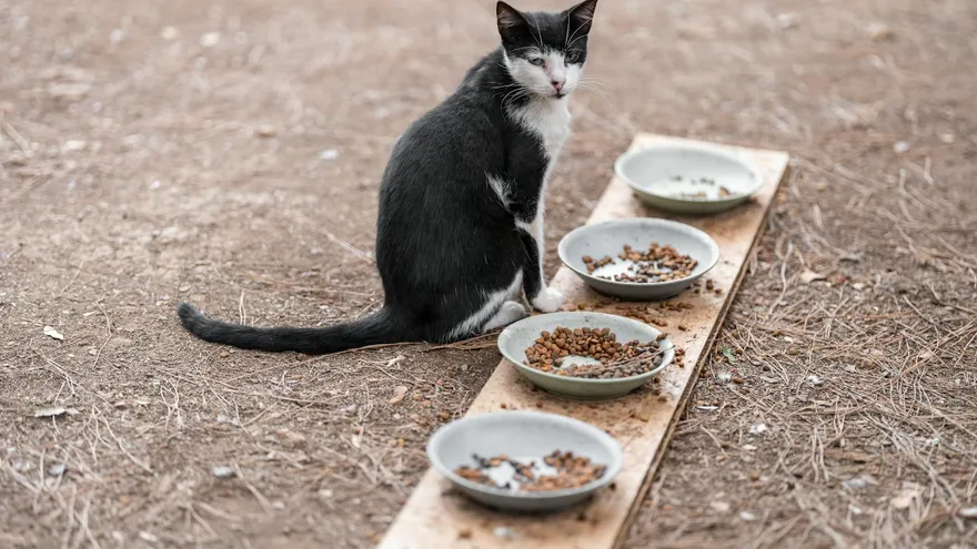 Croquettes chat sans céréales , ce que votre vétérinaire ne vous dit pas toujour