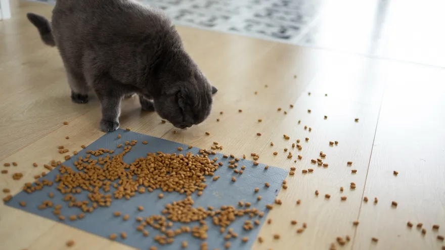 Croquettes Hill's pour chat , la marque vétérinaire que les éleveurs plébisciten