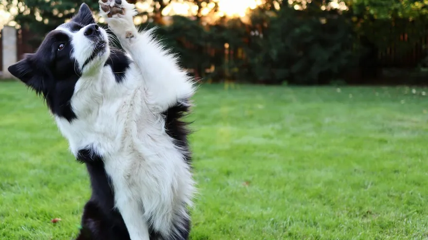 Fais le beau , ce que ce geste dit vraiment de votre chien