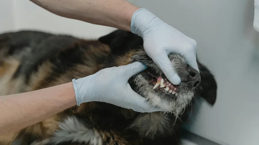 Faut-il euthanasier un chien qui a mordu ? Ce que la loi décide vraiment