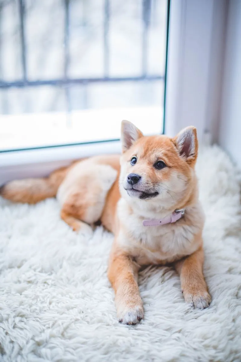 Chien adorable, encyclop&eacute;die animali&egrave;re DG Nature