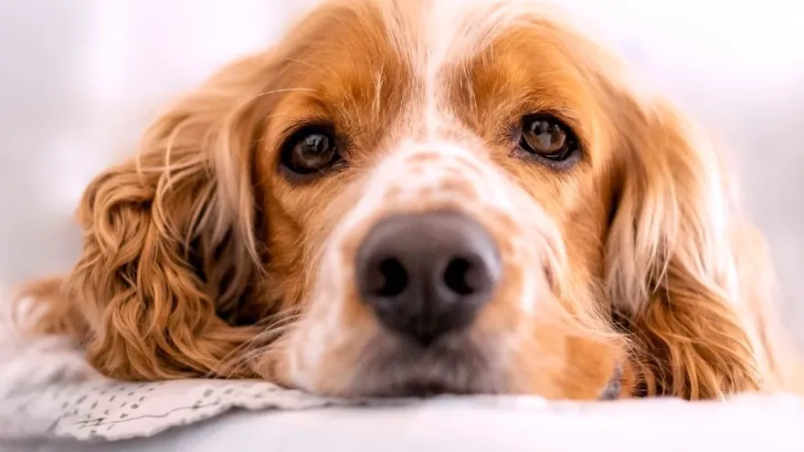 Les races de chiens dans la belle et le clochard , bien plus qu'un simple conte 
