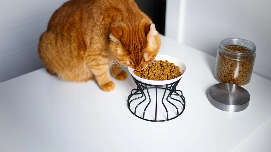La croquette urinary chat, une réponse concrète aux troubles les plus fréquents 