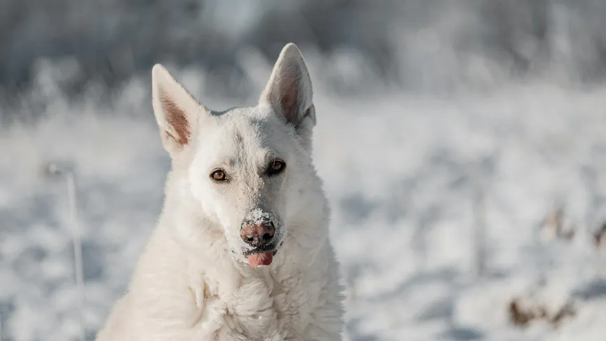 Le berger suisse noir, un chien d'exception que peu de maîtres connaissent vraim