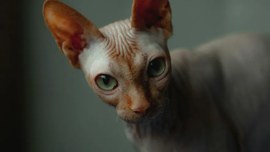 Le chat sans poil, un animal à part entière qui mérite qu'on s'y attarde