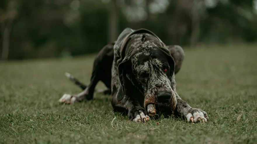 Le chien le plus grand du monde, des records Guinness aux races qui frôlent les 