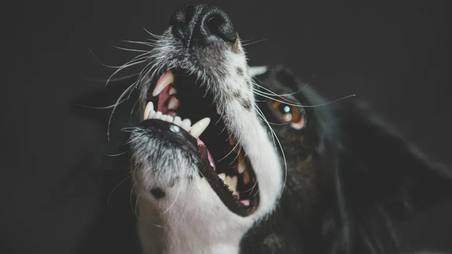 Le schéma dentition chien décrypté de la première dent de lait aux 42 dents défi