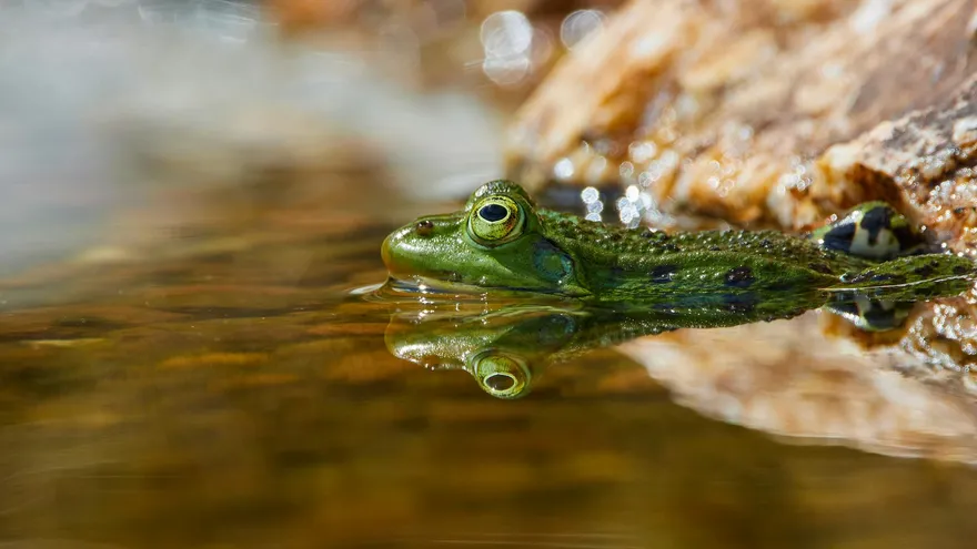 Les animaux qui commencent par X, une biodiversité aussi rare que méconnue
