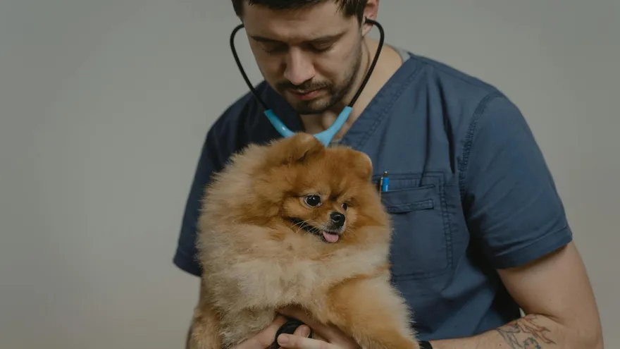 Parasites intestinaux chez le chien , le guide complet pour agir vite et bien