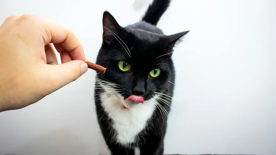 Pourquoi mon chat me lèche , le vrai sens d'un geste qui ne doit rien au hasard