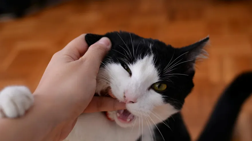 Pourquoi mon chat me mordille, et ce que ce geste révèle vraiment sur lui