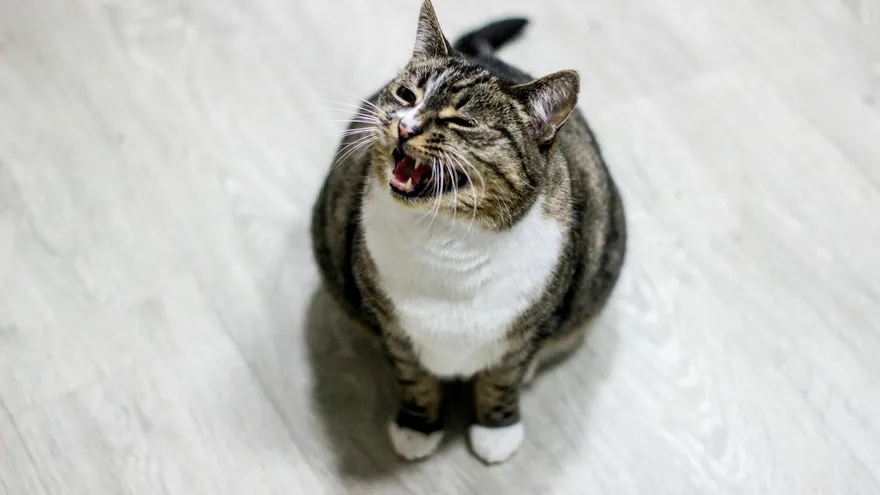Pourquoi mon chat miaule tout le temps et comment y mettre fin ?