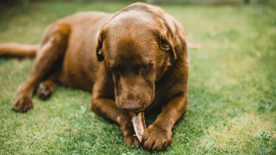 Pourquoi mon chien mange de l'herbe, et quand faut-il vraiment s'inquiéter ?