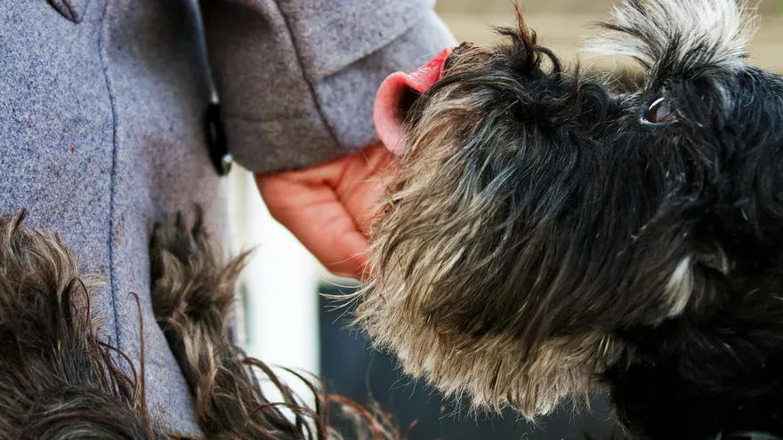 Pourquoi mon chien me lèche , le vrai sens d'un geste qu'on comprend mal