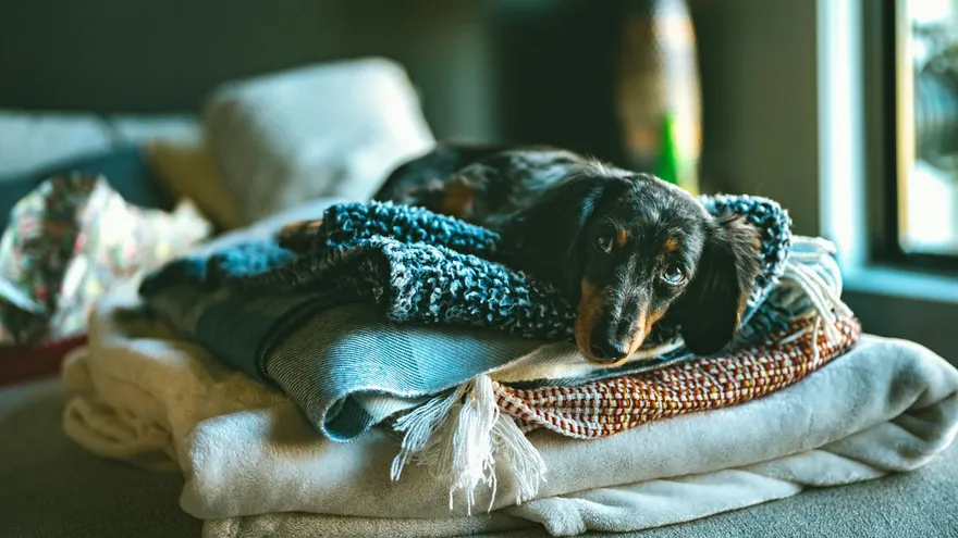 Pourquoi mon chien tremble , ce que votre vétérinaire regarde en premier