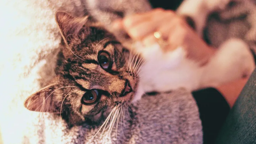Pourquoi un chat ronronne , tout ce que ce son discret révèle vraiment