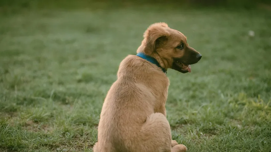 Prénom chien en A , la liste complète pour bien nommer votre chiot