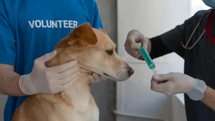 Primovaccination chiot , le protocole complet pour protéger votre jeune chien dè
