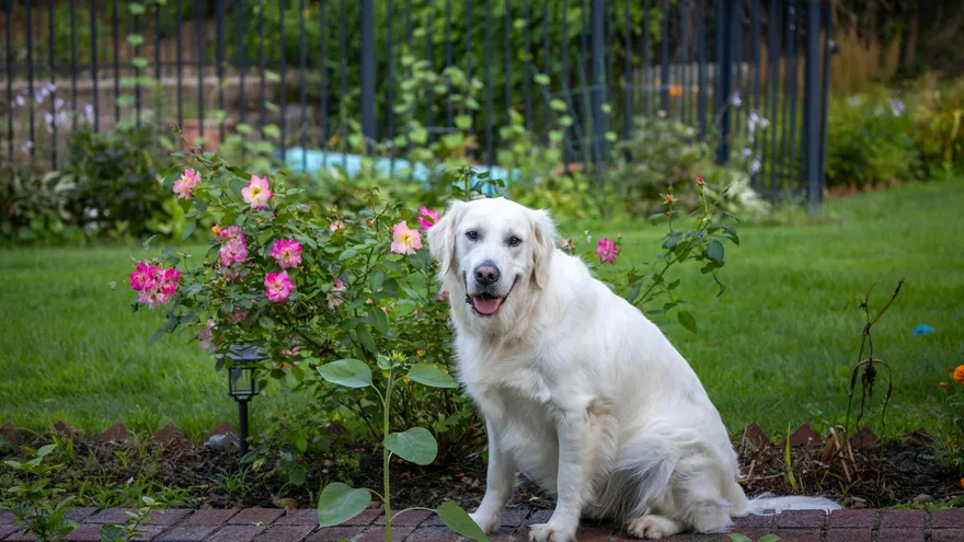 Quel âge a un chien s'il a 7 ans ? Ce que la science dit vraiment