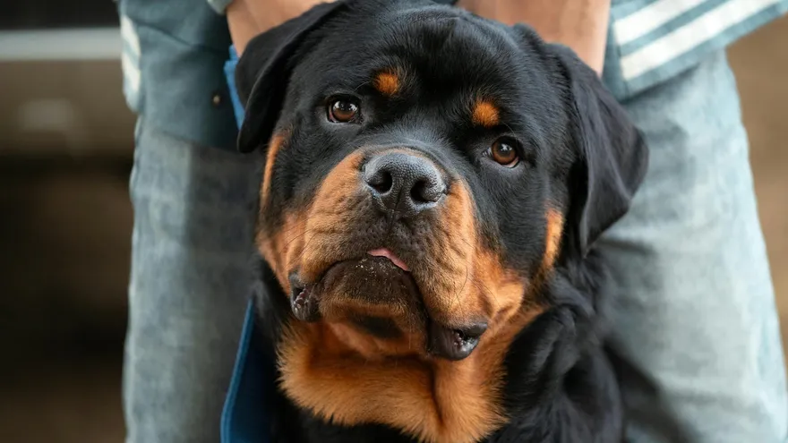 Quel chien est fait pour moi , le guide pour choisir sans se tromper ?