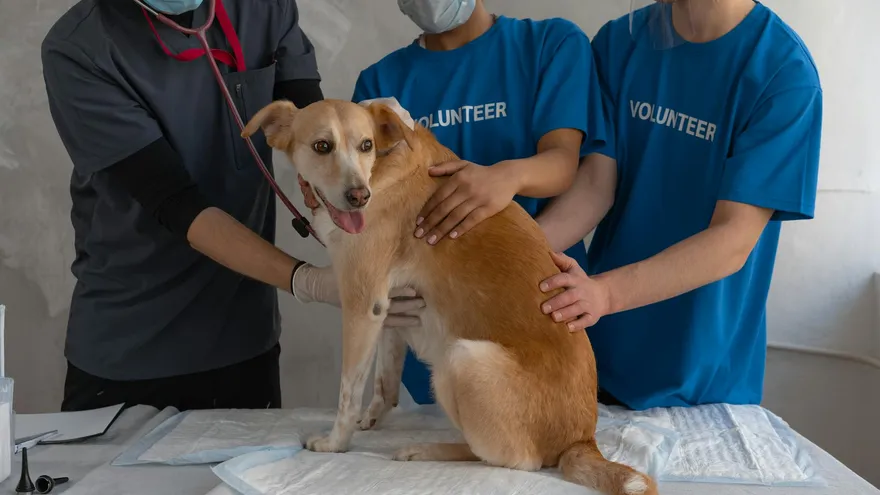 Quel est le chien qui a le plus de problèmes de santé parmi les races populaires