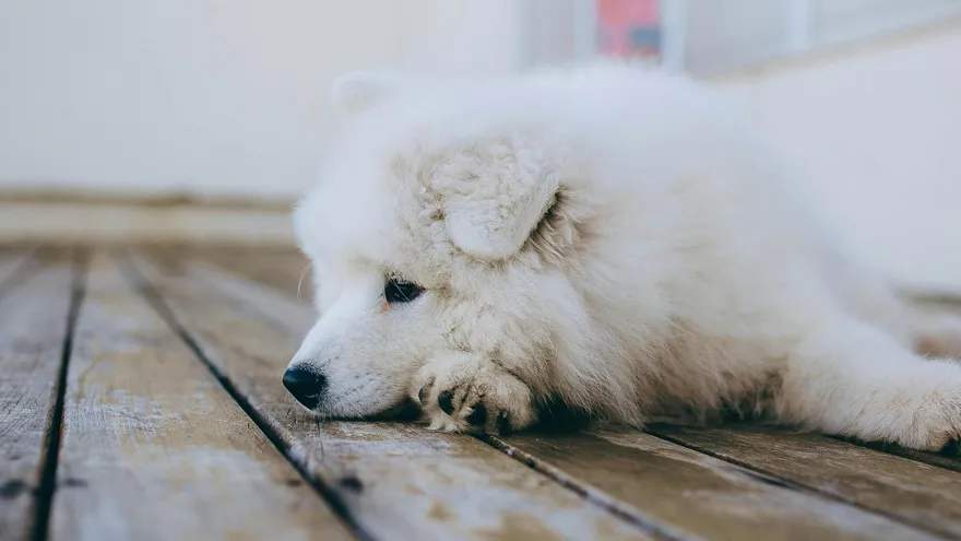 Quels sont les signes d'un chien malade que tout propriétaire doit connaître ?